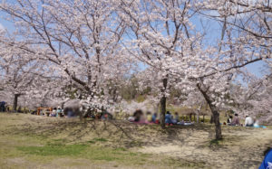 けいはんな記念公園内の桜