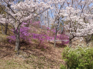 けいはんな記念公園内のツツジと桜