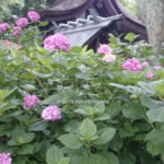 藤森神社の紫陽花苑
