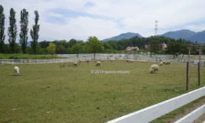 ブルーメの丘の羊牧場
