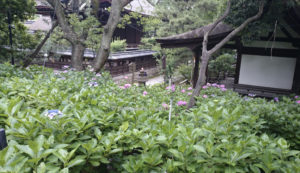 藤森神社の第二紫陽花苑