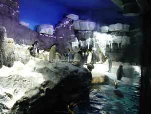 海遊館内のペンギンの水槽