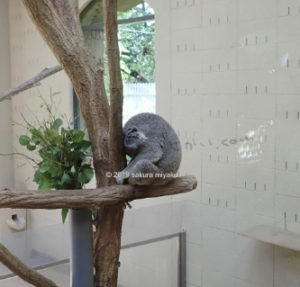 王子動物園の寝ているコアラ