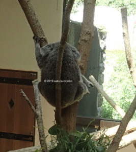 王子動物園の赤ちゃんを抱くママコアラ