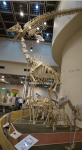 王子動物園の骨格模型