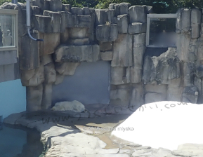 王子動物園のホッキョクグマ