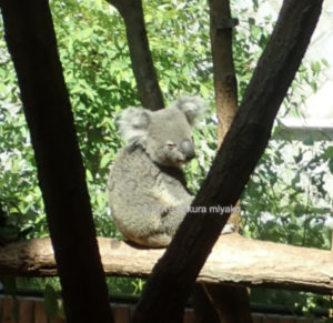 王子動物園の起きているコアラ