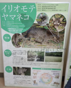 西表島の野生動物保護センターの展示
