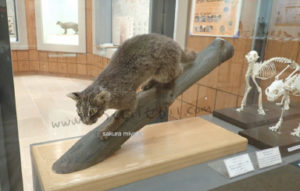 西表島の野生動物保護センターでのイリオモテヤマネコの剥製