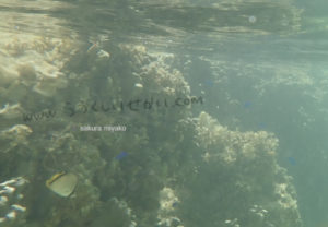 西表島の星砂の浜の海中