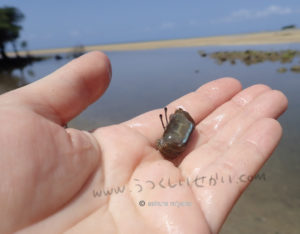西表島のカニさん