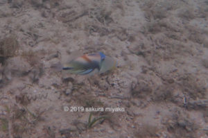 イダの浜にいたゴンズイ